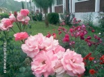 Imrankhan flowers26